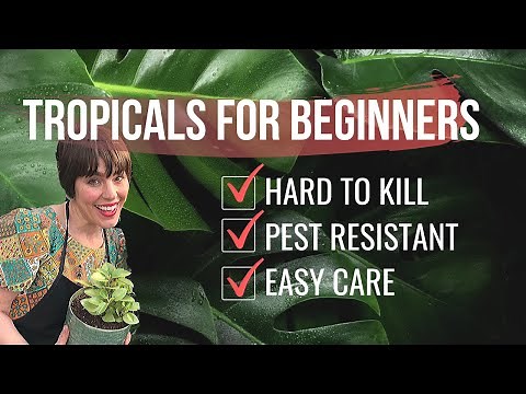 Tropical Plants Made Easy - Indoor Planting Guide