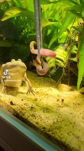 🐸 Dinner time for "Psycho" ❤ Budgett's frog aka Freddy Krueger frog (Lepidobatrachus laevis) #oliverknott #aquarium #aquariumhobby #aquariumdesign #aquariumfish #aquariumlife #aquariumplants #freshwateraquarium #plantedaquarium #natureaquarium #plantedtank #aquariumdesign #aquascapes #freshwatertank #fishtank #fishtanks #love #frog #terrarium #paludarium #lepidobatrachus | Oliver Knott