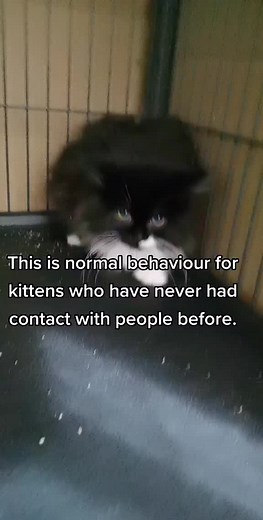 Spicy kitten🌶️ #catrescue #cat #kittens #fyp