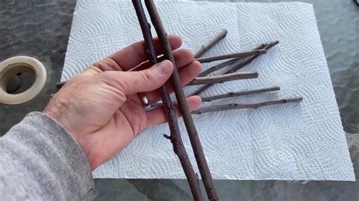 Scion Wood for Grafting - Fruit Tree Cuttings; Peach, Plumcot, Apple, Mulberry, Serviceberry, Gooseberry, Pear, Hardy Kiwi & MORE! - Etsy