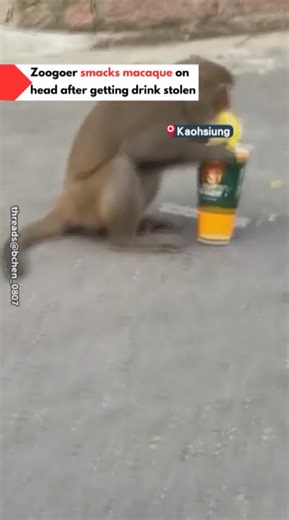 Macaque gets smacked by zoogoer after stealing drink