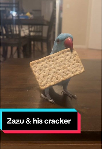 Zazu the Indian Ringneck's Happy Dance
