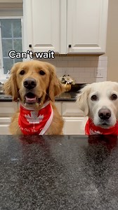 Making homemade poutine for the dogs. Maple and her bestie, Lucy, spent some time together in Prince Edward Island, Canada this past summer. While there, they didn’t get a chance to taste test some poutine, a Canadian specialty, so we decided to make our own version. To all Canadians watching, please forgive us for not using cheese curds- we couldn’t find any. You probably also won’t approve of our gravy, but remember this is poutine for pooches…and we did use Canadian products😄🐾. #dogs #cuted