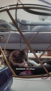 What's the most adorable thing you've caught your furry friend doing on your Ring camera? 😻👇 | Ring