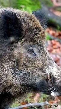 How Big do Wild Boar Get?