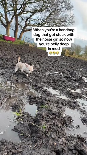 Funny Dog Voice Over Compilation featuring Ruby 🐶