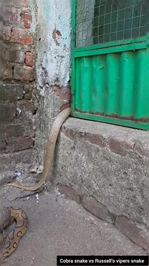 ⚠️ Danger Inside! Russell’s Viper vs Cobra Found in a Home – Stay Alert! #educational #snakebehavior