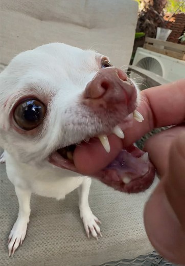 Angry Chihuahua Niki: Why She Can't Be Chill Like Everyone