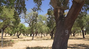 Cork tree garden (cork oak) is a long-standing business in parts of Portugal,