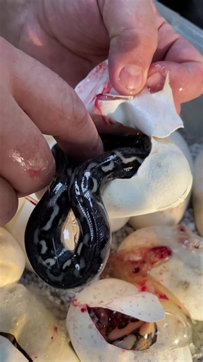 How incredible is this tiger rainbow reticulated python 😱 #animals #animalsoftiktok #reptiles #snakes