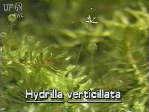 hydrilla (Hydrilla verticillata)