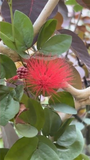 Red Powder Puff ❤It's used as tonic and blood purifier #powderpuff #flowers #gardening #shortsviral