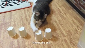 Snow cup and ball trick compilation! Follow us on Instagram: instagram.com/curlysnow0915 | curlysnow0915