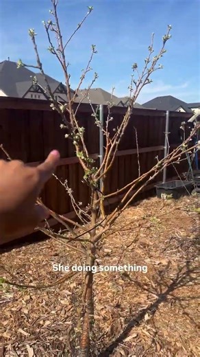 Backyard Apple Trees