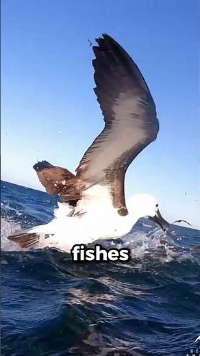 The Ocean’s Biggest and (Cool) Dumbest Fish