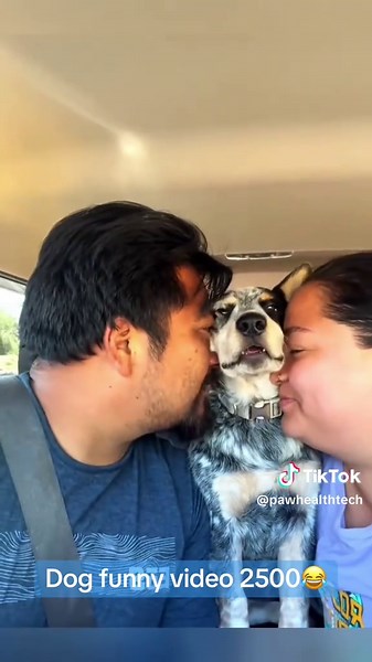 Funny Dog Video Compilation – Best Dog Moments