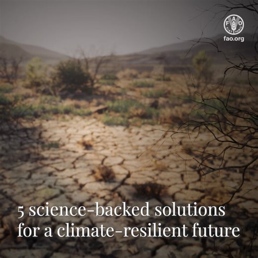 Climate change affects everyone, but smallholder farmers & producers, the backbone of agriculture, are the hardest hit.Discover 5️⃣ science-backed solutions that can help transform agrifood systems ⤵️🔗https://t.co/oBjmoEC6Go📘Read the white paper: https://t.co/VjtmfKQ9rI