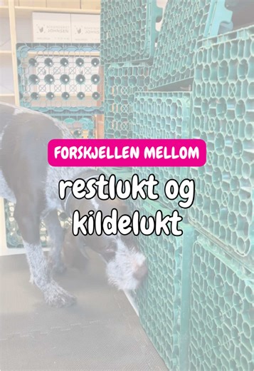 Når vi trener spesialsøk, trener hunden også på å skille mellom restlukt og kildelukt. Kildelukt er stedet der gjenstanden faktisk ligger. Restlukt er steder den har vært, men ikke er lenger. Dette er noe jakthunder jobber med hele tiden. På ettersøk finner vi gamle spor og liggesteder der rådyrene har vært, men som hunden må lære å gå videre fra. Det samme gjelder fuglehunder. Vi vil ikke at hunden skal bruke tid på det som var, men lære å søke videre etter der kilden faktisk er. Synes du dette