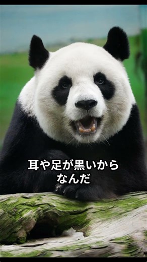 【衝撃】パンダの尻尾は黒じゃない？全人類が騙された「マンデラ効果」 #雑学＃豆知識
