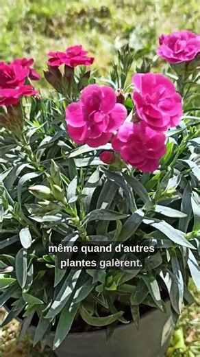 Oeillets d’Inde rouges : l’astuce indispensable au potager 🌱