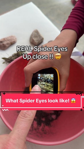 Discovering Spider Eyes with a Kids Microscope