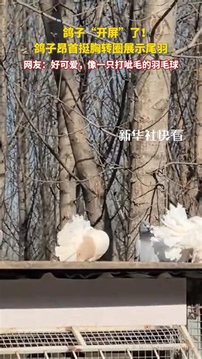 Have you ever seen a #peacock fan its tail? Well, have you ever seen a #pigeon "fan" its tail too? One pigeon, standing tall and confident, turns in circles to proudly show off its tail feathers—looking just like a ruffled badminton shuttlecock. So adorable~ #FunMoments #WildChina | China News 中国新闻网