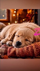 Música Suave para Perritos 💤 Calma y Relajación