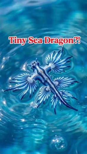 Is This a Tiny Sea Dragon?! #bluedragonseaslug