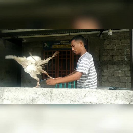 #bajawa_flores_ntt #fyp #temanterbaik teman curhat😂