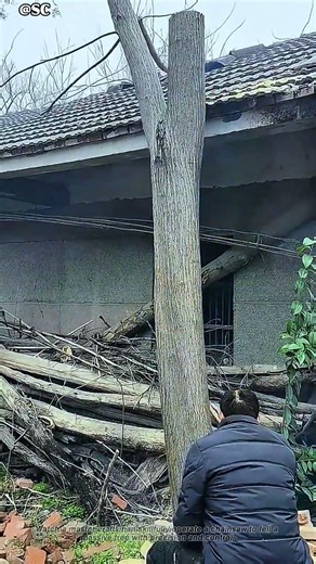 Master Craftsman Fells a Massive Tree with a Chainsaw 🌲🔥