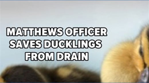 Matthews officer saves ducklings from drain