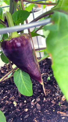 Violet sparkle lookin good! #gardening #garden #plants #growyourownfood #pepper