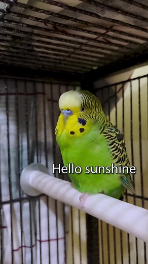 Boba the Talking Budgie | Cute Parakeet Sounds