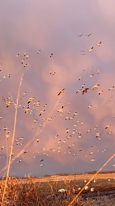 Late Spring snow goose hunts available! 🇨🇦 (Message for Details/Availability for 2026 hunts!) #duckhunting #goosehunting | Hidden Prairie