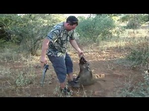 Wild Boar "Hog" Muzzeloader hunting in South Africa Extreme impact shot with Muzzleloader.