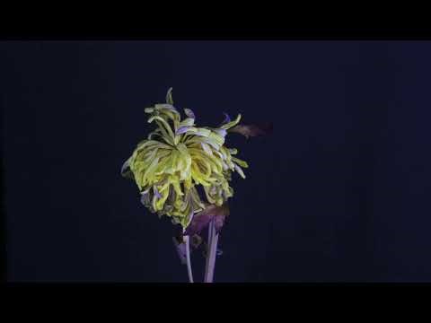 Time Lapse Video of Withering of Chrysanthemum (菊花) Flower
