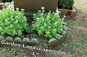 Landscaping: Grave planting in summer - ideas for cemetery planting | 2025