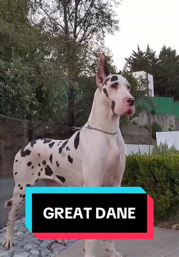 Exploring the Great Dane Breed