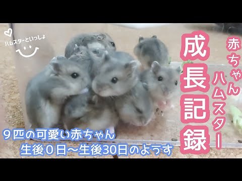 ジャンガリアンハムスターの赤ちゃん９匹の可愛い成長記録【生後０日～生後30日】