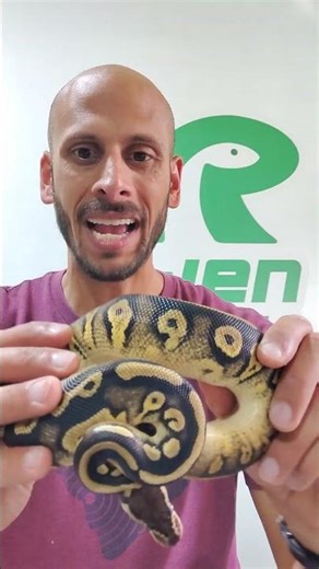 Dark Ball Python Morph combo! 🐍 🔥#ballpython #reptiles #python #snake #animals #pets #shorts