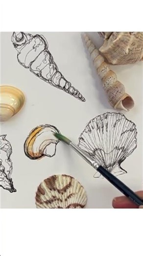 Adding watercolor to pen drawings | observational seashell drawing #shorts