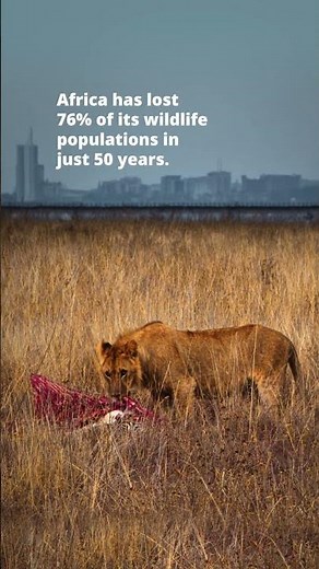 World Habitat Day 2025 | Wild Africa