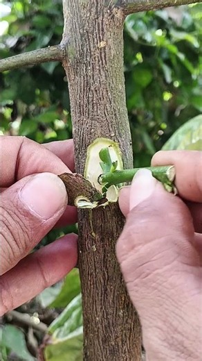 Replacing thorns with active buds🌳🌳#fruitfarming#plantations#grafting#shorts