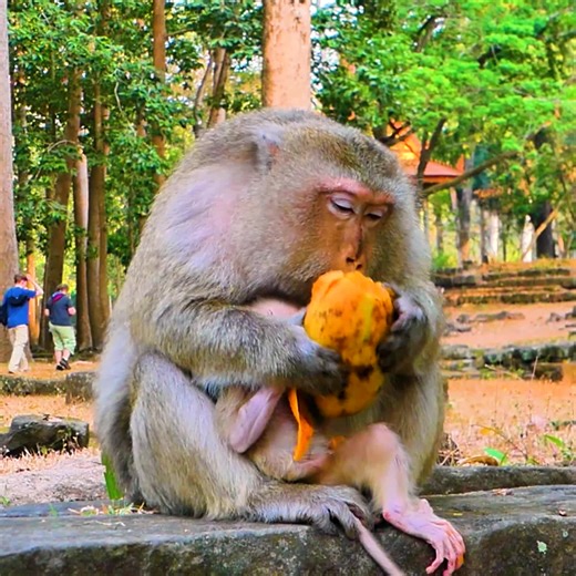 #meme #monkeylove #travel #photooftheday #monkey #animals #monkeys #wildlife #nature #animal #monkeymemes