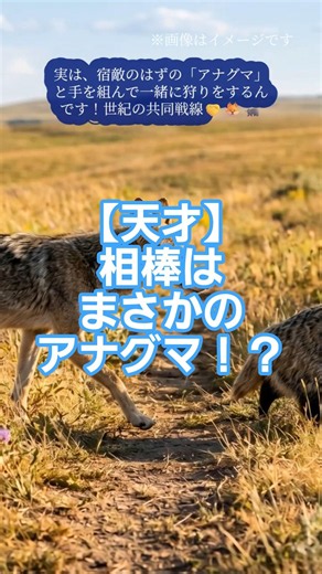 【天才】相棒はまさかのアナグマ！？🦊🦡 都会をハックする「コヨーテ」の賢すぎる生存戦略