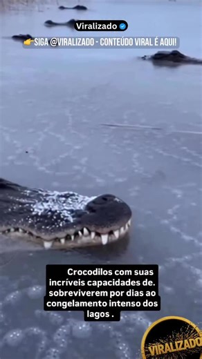 Viralizado on Instagram: "JACARÉS QUE DESAFIAM O GELO ❄️🐊 🥶 Quando o inverno chega a partes do sudeste dos Estados Unidos e os lagos começam a congelar, os jacarés entram em um estado chamado brumação — uma versão reptiliana da hibernação. ⏳ Nesse período, o metabolismo desacelera drasticamente, permitindo que sobrevivam dias ou até semanas quase sem se mover ou se alimentar. 🧊 Um dos comportamentos mais impressionantes é o chamado “congelamento”: o jacaré se posiciona logo abaixo da superfíc