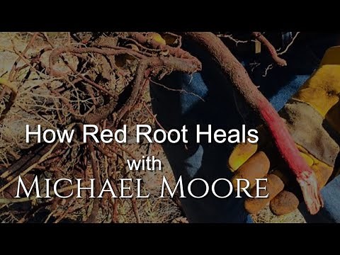 Michael Moore Teaches How Red Root Creates Health