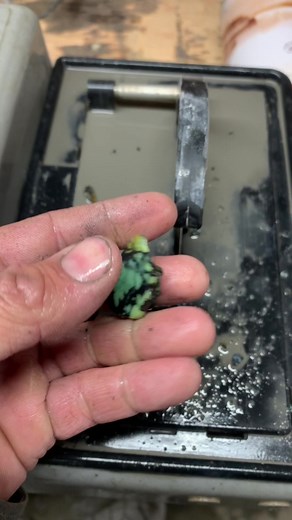 Trimming Variscite Nuggets from Colina Verde Mine in Nevada