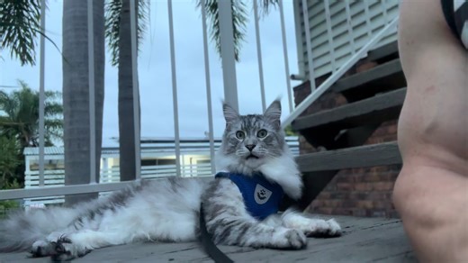 Training Your Maine Coon: Attention Tips