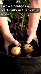 Grow Potatoes Vertically in Stackable Pots | Simple Home Ideas